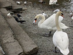 Swans at Bowness Wallpaper