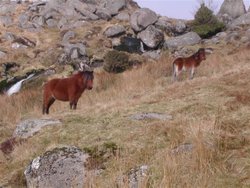 Yealm Steps. Dartmoor Wallpaper