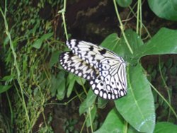 Butterfly in the Butterfly House, Williamsons Park, Lancaster,2005 Wallpaper