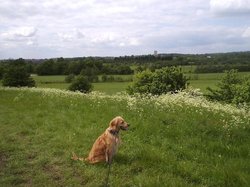 Harold Hill Golf Course (with Sammy)