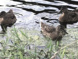 Ducks on the river walk at Clevedon, Somerset Wallpaper