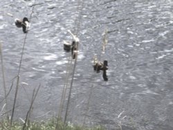 Ducks on the river walk at Clevedon, Somerset Wallpaper