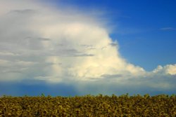 Rape fields, Foulness Island, Essex Wallpaper