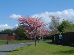 Copenhagen Road with cherry trees in blossom Wallpaper