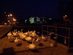 Swans by Brayford Pool, Lincoln. Wallpaper