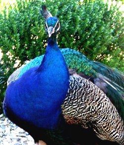 The Peacock Exbury, not always seen but sometimes visits the tea rooms near the tennis courts