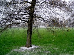 Alvaston Park - February snow-shower Wallpaper