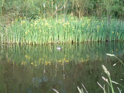 canal in Mossley Wallpaper