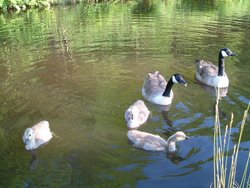 Geese family on canal in Mossley Wallpaper