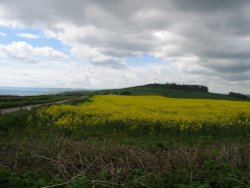 A picture of Abbotsbury Wallpaper