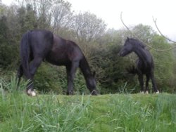 Black Horses. The Blackdown hills in Somerset Wallpaper