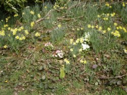 Daffodils. The Blackdown hills in Somerset Wallpaper