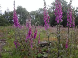 Foxgloves. The Blackdown hills in Somerset Wallpaper