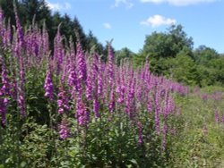 Foxgloves at Otterhead. The Blackdown hills in Somerset Wallpaper