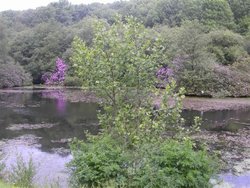 Otterhead Lake. The Blackdown hills in Somerset Wallpaper