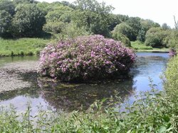 Otterhead Lake. The Blackdown hills in Somerset Wallpaper