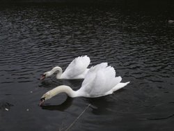 Swans. The Blackdown hills in Somerset Wallpaper