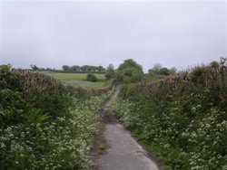 Country lane in Somerset Wallpaper