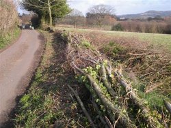 Country lane in Somerset Wallpaper