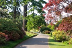 Leonardslee Gardens, Horsham, West Sussex Wallpaper