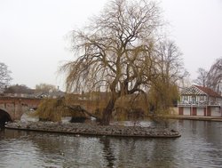 A tree on the river of Strattford upon Avon, March 18, 2005 Wallpaper