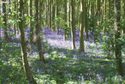 Bluebells in May near Irby Dales, Lincolnshire