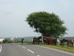 New Forest ponies Wallpaper