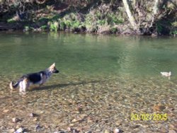 Longlands, Cleator. This is the first meeting with a duck for my pup.