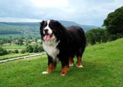 Ben Bernese Mountain Dog, Leyburn Shawl, Yorkshire dales Wallpaper