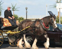 Horse and Carriage rides along Great Yarmouth Seafront