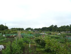 Garden allotments at Louth. Wallpaper