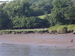 Dartmouth, Devon. The River Dart Wallpaper