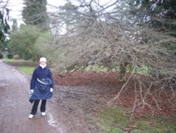 Westonbirt Arboretum. Winter Jan 2005 Wallpaper