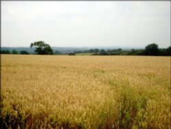 South of Ticknal, Derbyshire Wallpaper