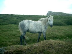 Beautiful horse in South England Wallpaper