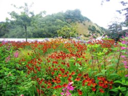 'Fields of flowers' at the Eden project Wallpaper