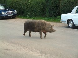 Pig at Fritham in the New Forest Wallpaper