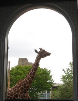 Giraffe, London Zoo