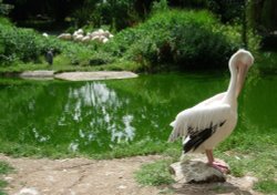 Pelican, London Zoo Wallpaper