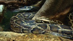 Snake, London Zoo Wallpaper