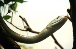 Snake, London Zoo Wallpaper