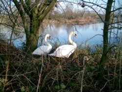 Stockers lake, Rickmansworth.