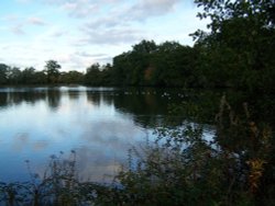 This photograph is of Whiteknights Lake, on the University of Reading campus. Wallpaper