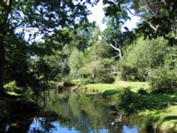 Stream by puttles bridge the New Forest, Hampshire Wallpaper