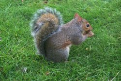 London St. James's Park - a squirrel Wallpaper