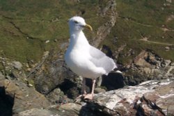 A gull in Tintagel, Cornwall Wallpaper