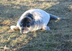 Donna Nook, Lincolnshire. December 2004, seal pup