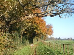 Walking through Bowood, Chippenham, Wiltshire Wallpaper