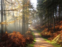 Misty morning in Abraham's valley, Cannock Chase, Staffordshire Wallpaper