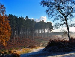 Pines near old shooting butts, Cannock Chase, Staffordshire Wallpaper